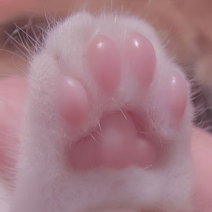 Fresita (Strawberry)