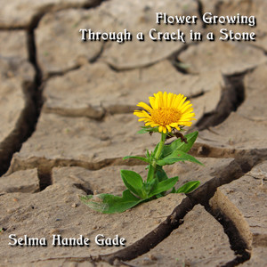 Flower Growing Through a Crack in a Stone