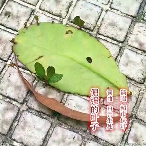 倔强的叶子