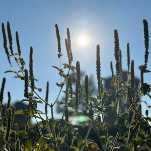 KXDEiNE KRRZ (Explicit)