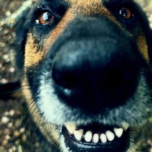 BELLA'S DOG (Explicit)