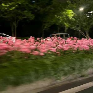 Its a vibe (feat. Rot & flwrz)