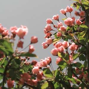 Simple Melody