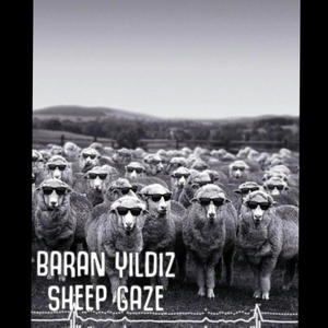Sheep Gaze