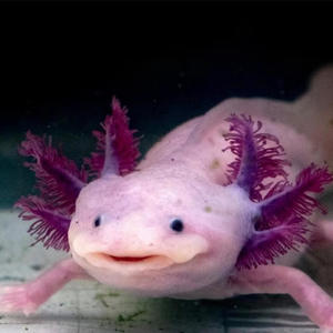 Ale le le le (Explicit)