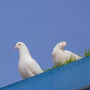 爱就一个字 (Live)