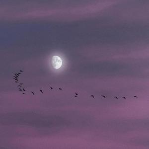 In The Night (feat. ABSNT & CHUCK!)