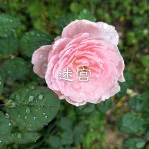 木偶人生封面