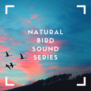 Bird Song