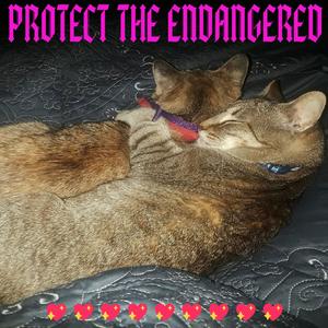 protect the endangered