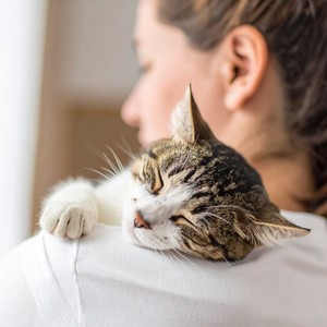 Gatos De Sueño Tranquilo