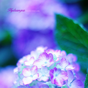 Hydrangea