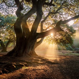 The Melody Of Roots And Stones