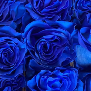 Flowers (feat. Zayon Anodomere) (Explicit)