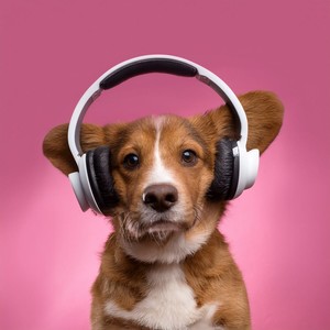 Golpecitos De Cola En La Luz De La Mañana