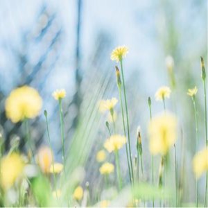 M98 - 新版支付宝到账 (DJ版)