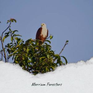 Merriam Foresters