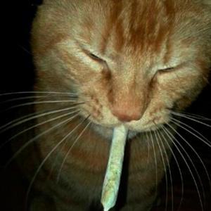 CATS OF PHONK (Slowed + Reverb)