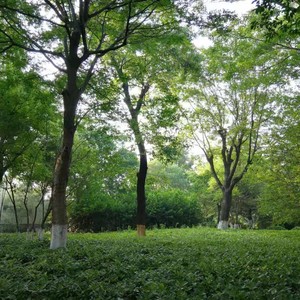 中年女人是朵花