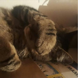 I Miau Gine (Imaginé)