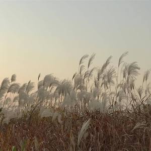 只要平凡 (COVER版)