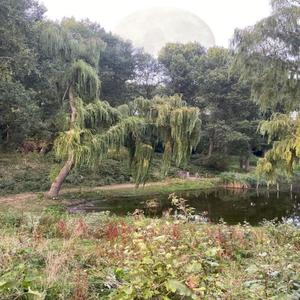 AstroNawt Flows (Explicit)