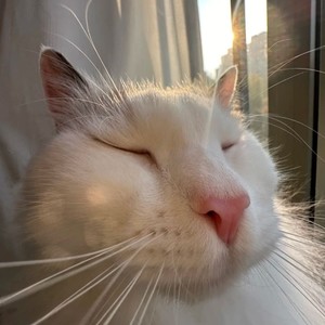 我爱你-上海蟹（哈基米）