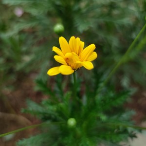 一首不知名的歌 (Demo)