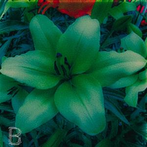 (clay) GREEN EYEZ (Explicit)