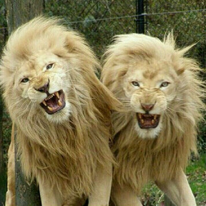 郝向阳-得寸进尺 (精神可有道 / 郝向阳 remix)