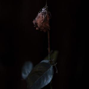 Withered Romance