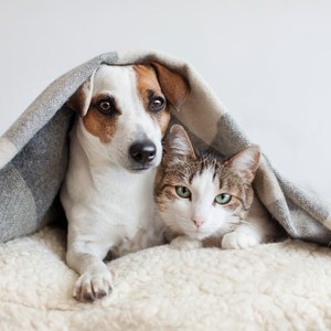Mellow Beats for Pets