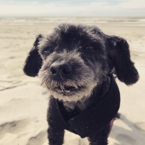 Wagging tails in the summer breeze (feat. Mozuku & Mekabu) (Explicit)