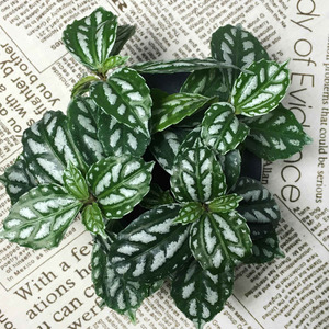 狂人与废人的现在与过去 (伴奏)