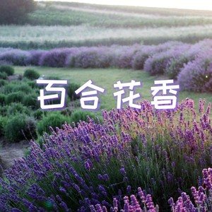 百合花香 (伴奏)