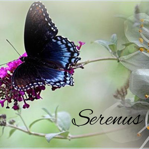 Serenus