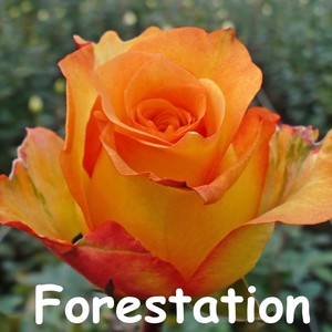 Forestation