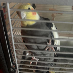 Nobody (feat. CRVIG) (Explicit)