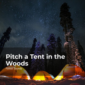 Camp in the Forest