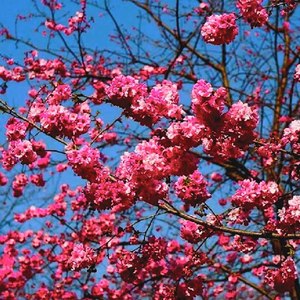 爱不变 (无伴奏女声合唱)