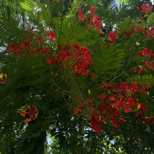 Fleur d'AUTOMNEs (feat. L.D.B & 0314)