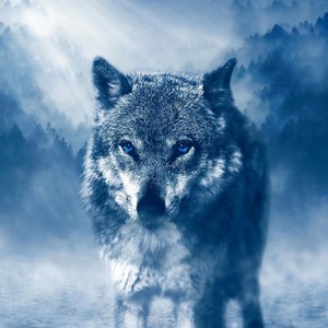 Wolves (feat. Danny Bourgeois)