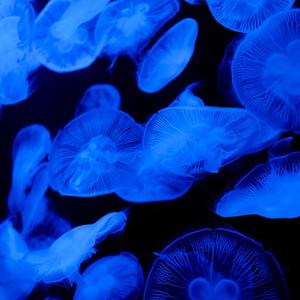 jellyfishⅣ