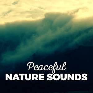 Ambient Nature Sounds - Feathers