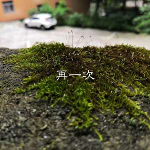 真实