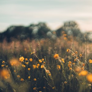 荒野求生