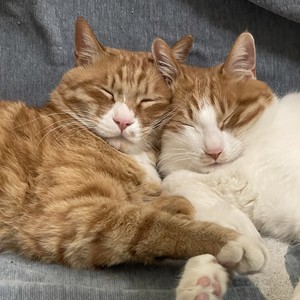 猫咪之歌封面