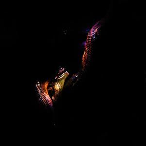 Mellon Collie and the Infinite Sadness