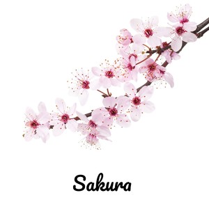 Sakura