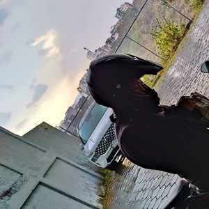 Soy un tigre de bengala (Remastered 2025|Explicit)